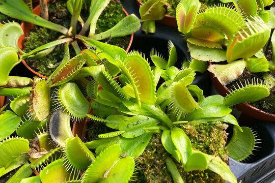 Venus flytrap carnivorous plants in pots