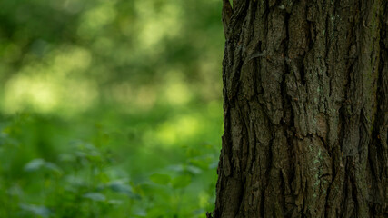 Fototapeta premium Close-up of Tree Bark and Greenery: A detailed view of textured tree bark with a softly blurred background of lush green foliage, evoking a sense of nature's tranquility and growth.