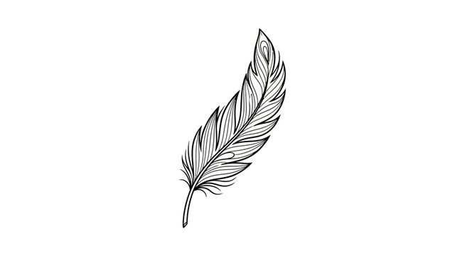 Detailed illustration of a single feather.