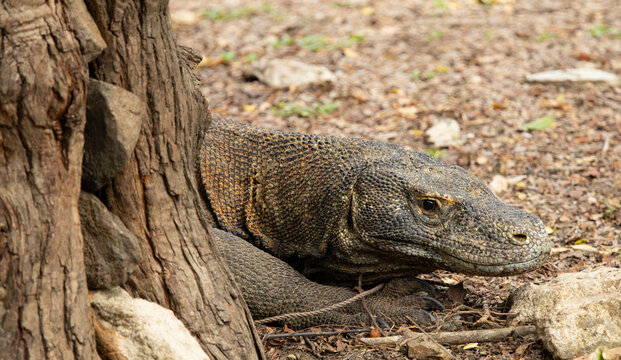 Komodo dragon portrait. Komodo National Park, Indonesia.