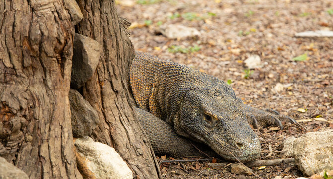 Komodo dragon portrait. Komodo National Park, Indonesia.