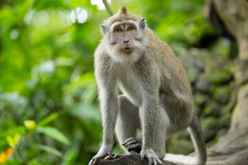 Fototapeta premium Long-tailed or crab-eating macaque. Ubud Monkey Forest. Bali, Indonesia.