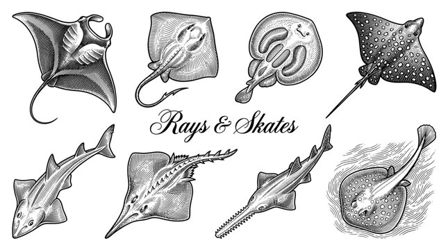 Vintage Hand Drawn Vector Set of Rays and Skates Illustrations Featuring Manta Ray, Sawfish, Electric Ray, and Stingray in Engraving Style