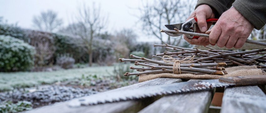 Hands trimming bundled woody cuttings with secateurs on a frosty garden bench &mdash; seasonal gardening, propagation and outdoor work.