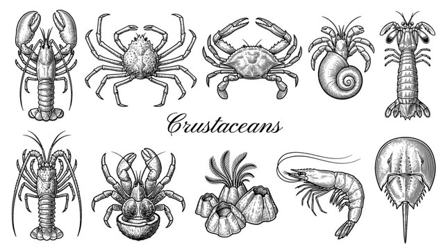 Hand-drawn Crustaceans Collection in Vintage Engraving Style Including Lobster Crab and Shrimp Vector Illustrations
