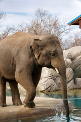 Naklejka premium Denver Zoo, Denver, Colorado, USA - March 02, 2026: Elephant raising its trunk in a wildlife park habitat