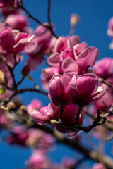 Fototapeta premium Pink magnolia blossoms on a branch against blue sky