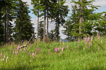 Foxglove wildflowers in the Javori hory © Milan
