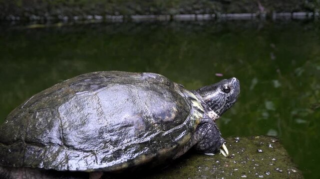 turtle on a rock