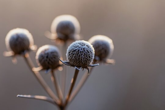 Dry seed heads covered with frost sit on thin stems. Gentle morning sun illuminates delicate ice crystals on plants. Peaceful winter nature scene shows cold season beauty. Soft background bokeh.
