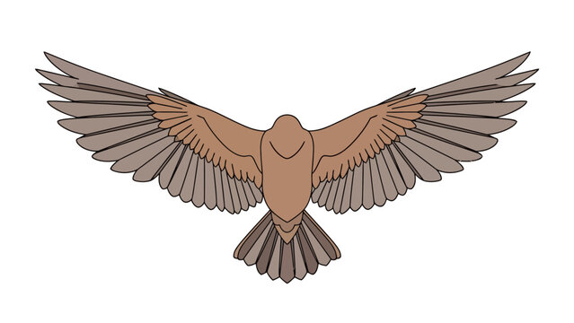 Overhead view illustration of a brown bird in level flight with wings fully spread