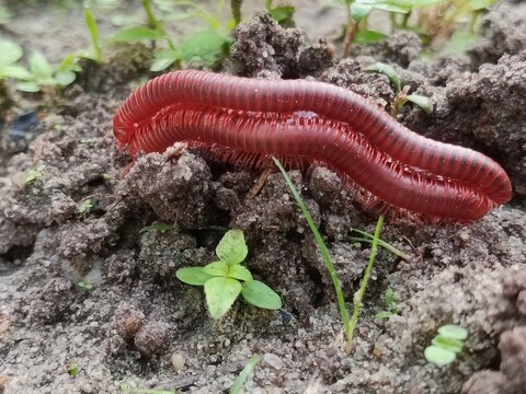 A pair of millipedes are mating on the ground, reproducing with genitals called gonopods, and they reproduce by laying eggs.