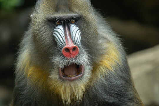 Male mandrill portrait, Bronx Zoo. New York.