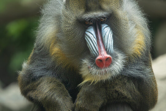 Male mandrill portrait, Bronx Zoo. New York.