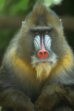 Male mandrill portrait, Bronx Zoo. New York.
