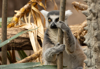 Fototapeta premium Ring-tailed lemur in the Bronx Zoo, New York