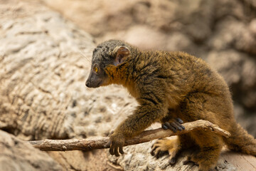 Obraz premium Common brown lemur in the Bronx Zoo, New York