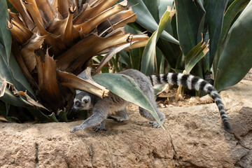 Ring-tailed lemur in the Bronx Zoo, New York © Yan