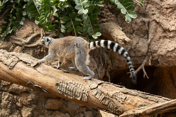 Ring-tailed lemur in the Bronx Zoo, New York © Yan