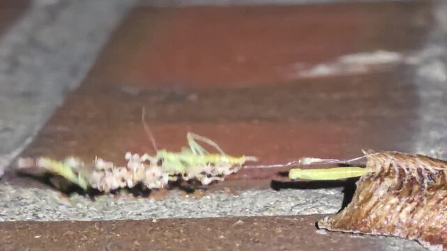 

Night macro shot of the fourth baby praying mantis emerging from an ootheca after rain.
#002
비 갠 후 밤, 알집에서 네 번째로 세상 밖으로 빠져나오는 아기 사마귀의 탄생 순간 초접사 매크로 영상.#002

