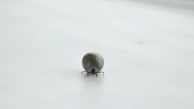mite.lood engorged tick.parasitic insect and a carrier of Lyme disease, encephalitis, and borreliosis.dangerous, blood sucking insect