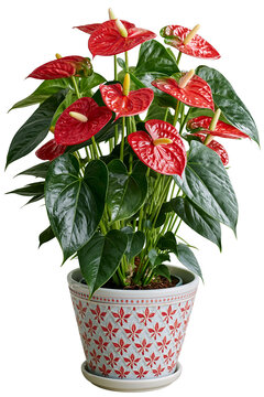 Anthurium andraeanum houseplant in plant pot isolated on white transparent background - design element cut-out object