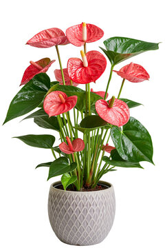Anthurium andraeanum houseplant in plant pot isolated on white transparent background - design element cut-out object