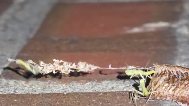 Night macro shot of the fourth baby praying mantis hatching from an ootheca while the thirdborn watches closely.
#004 비 갠 후 밤, 알집에서 네 번째 아기 사마귀가 태어나는 순간을 옆에서 지켜보고 있는 세 번째 아기 사마귀의 초접사 매크로 영상.#004

