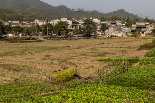 Fields in Xidi village, Anhui province, China