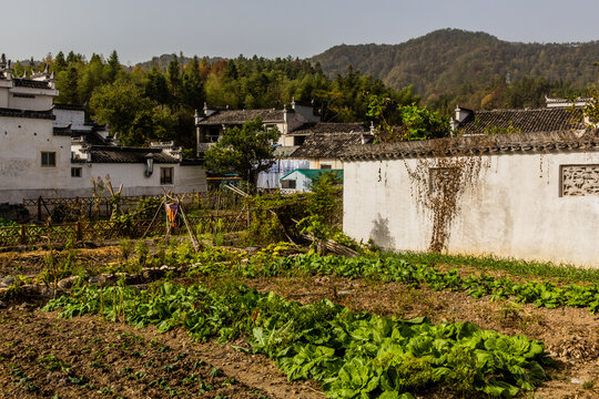 Vegetable patches in Xidi village, Anhui province, China