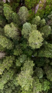Aerial top down view of a dense green oyamel fir pine forest moved by the wind in Hidalgo, Mexico, Bird's eye view vertical drone shot of the treetops of an Abies religiosa forest