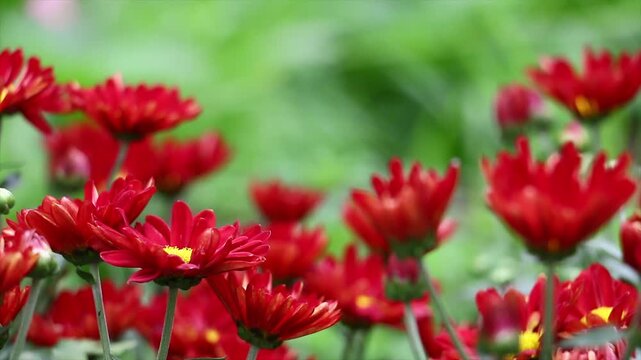 Red Chrysanthemum Flowers Blooming in Garden