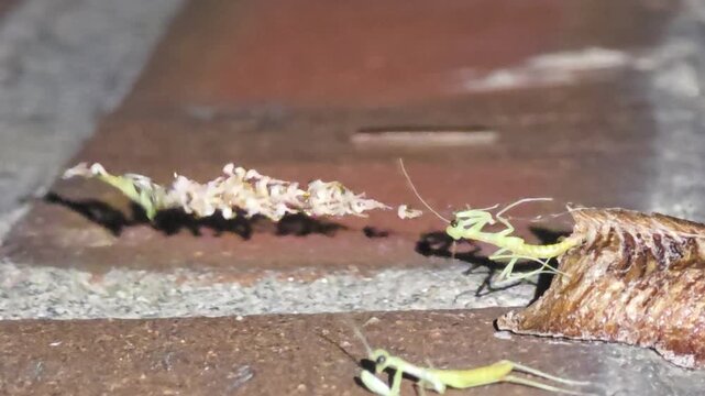 Night macro shot of the fourth baby mantis completely emerging with its legs and antennae, while the secondborn struggles against the windy night after rain.#006
