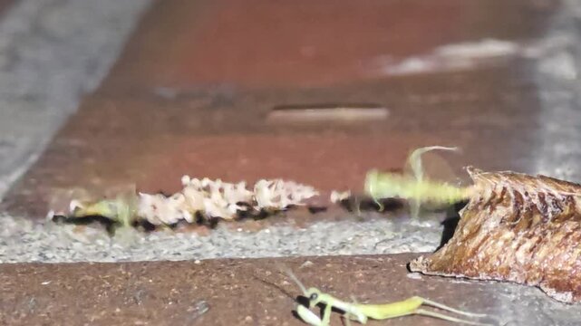 Night macro shot of the fourth baby praying mantis completely emerging, showing its full body as it hatches from the ootheca after rain.
#007