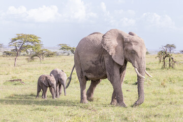 Fototapeta premium Elephant Buddies