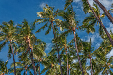 Fototapeta premium Grove of Tall Palm Trees Against a Blue Sky.