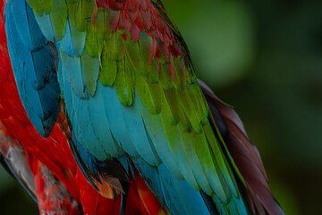 Obraz premium Scarlet Macaw Feathers Detailed Close Up Texture. Vibrant Scarlet Macaw Plumage Background. Exotic Parrot Feather Pattern Close Up.
