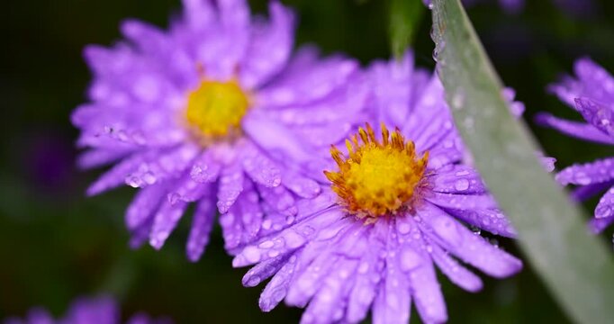 Wet purple asters in the garden, drops of water on the surface of the aster create a brilliant pattern against the background of the dense green stems of this plant.