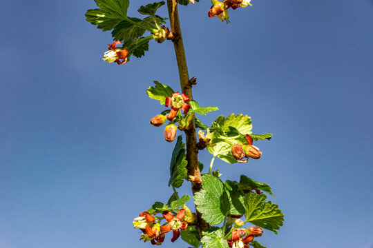 Ribes nidigrolaria branch showing axillary inflorescences and palmately lobed leaves against clear sky