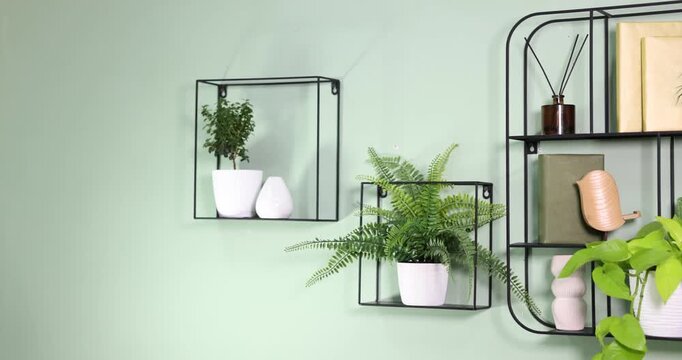 Different potted houseplants, books and decor on shelves near green wall indoors, camera moving left