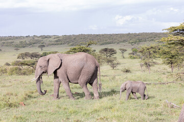 Obraz premium Elephant Baby Following Mom