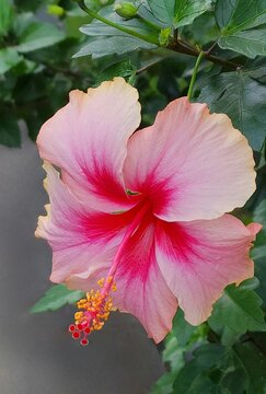 Close up of vibrant pink and red hibiscus flower in the garden.