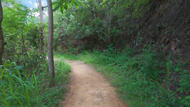 First-person view - Walking along a narrow dirt path on the hillside of a lush green forest