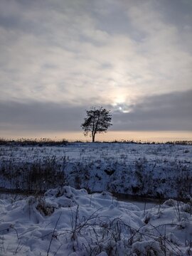 Snowy winter landscape with a lone tree under a cloudy sky at sunset