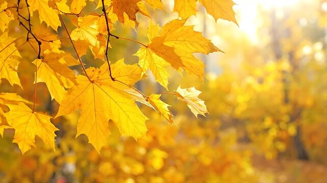 Bright yellow maple leaves glow under the warm light of a sunny autumn afternoon