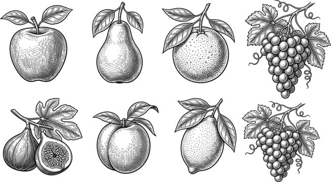 Vintage engraved fruit collection with apple pear orange grapes fig peach lemon and botanical leaves vector illustration