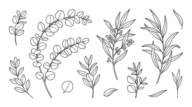 Eucalyptus leaves line art illustration minimalist botanical sketch