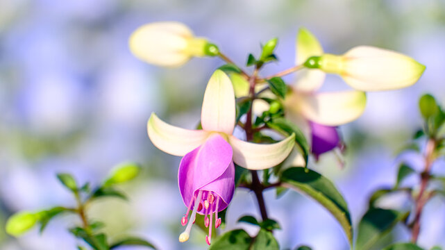紫色のフクシアの花のアップ