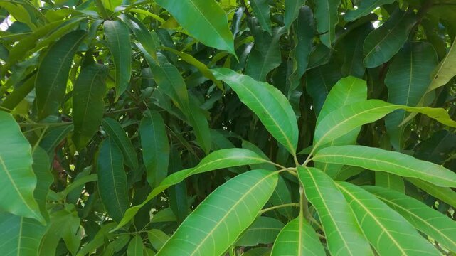 Close-up of the lush green leaves of a mango tree forming a dense background of tropical foliage - Natural background texture