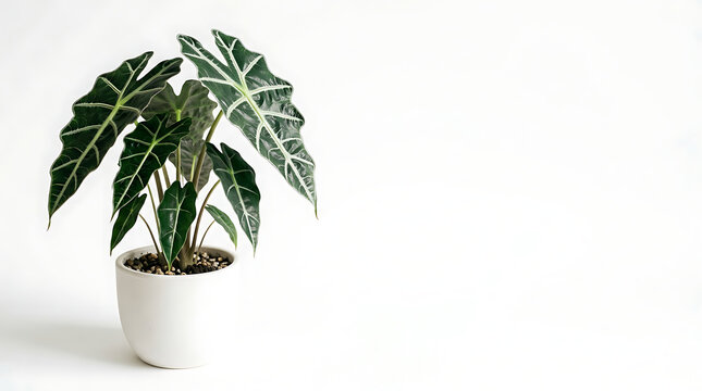 Potted alocasia polly plant on a clean white background